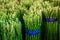Asparagus in Bundles : Fresh green asparagus.Healthy eating. at the farmer`s supermarke ,farming concept selective focus