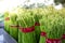 Asparagus in Bundles : Fresh green asparagus.Healthy eating. at the farmer`s supermarke ,farming concept selective focus