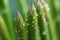 Asparagus closeup green. Generate Ai