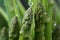 Asparagus closeup green grass. Generate Ai