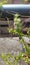Asparagus cochinchinensis Flowers in garden