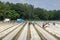 Asparagus cultivation with seasonal workers busy with harvesting