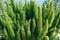 Asparagus densiflorus, asparagus fern, plume asparagus or foxtail fern close-up