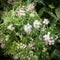 Asparagus densiflorus, the asparagus fern, plume asparagus or foxtail fern. Close up view. Square photo image.