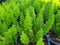 Asparagus densiflorus is a short-stemmed ground cover.