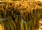 Asparagus on Display at a Market