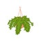 Asparagus Fern