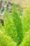 Asparagus Fern