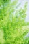 Asparagus Fern