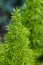 Asparagus Fern, foxtail fern.