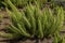 Asparagus fern on ground