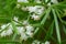 Asparagus Fern leaves and tiny white flowers