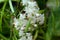 Asparagus Fern miniature white flowers