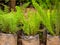 The Asparagus Fern, Plume Asparagus or Foxtail Fern