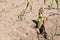 Asparagus field with asparagus Asparagus officinalis