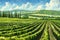 Asparagus Field, Asparagus Crop, Many Asparagus , Asparagus Agriculture Landscape, Vegetable Farm