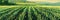 Asparagus Field, Asparagus Crop, Many Asparagus , Asparagus Agriculture Landscape, Vegetable Farm