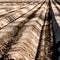 Asparagus field with mounded furrows of rich dark humus sand in Germany before asparagus harvesting