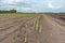 Asparagus field with shoots in Lower Saxony, North Germany