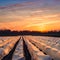 Asparagus fields