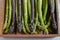 Asparagus. Fresh Asparagus. Green Asparagus. Bunches of green asparagus