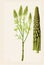 Asparagus, or Garden Asparagus, Sparrow Grass, Asparagus Officinalis Abstract Generative AI Illustration