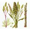 Asparagus, or Garden Asparagus, Sparrow Grass, Asparagus Officinalis Abstract Generative AI Illustration