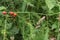 Asparagus Gone to Seed with Bright Red Berries