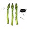 Asparagus hand drawn vector illustration. Isolated Vegetable colorful object.