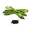 Asparagus hand drawn vector illustration. Isolated Vegetable colorful object.