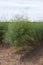 Asparagus herb, weed, herbage sprouted after harvesting