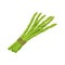 Asparagus. Image of asparagus twigs. Fresh vitamin vegetables. Vegetarian organic product. Fresh asparagus. Vector