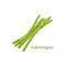 Asparagus. Image of asparagus twigs. Fresh vitamin vegetables. Vegetarian organic product. Fresh asparagus. Vector