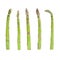 Asparagus Isolated. Collection of fresh  asparagus steams on white background close up. Food concept