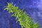 Asparagus leaf with water drops - macro