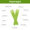 Asparagus nutrient of facts and health benefits, info graphic