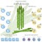Asparagus nutrition facts and health benefits infographic