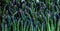 Asparagus pile at an open air farmers market stall