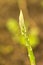 Asparagus plant with blurry garden background