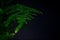 Asparagus plumosus with brightly rich green leaves on a dark background. Long, shallow leaves.