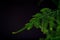 Asparagus plumosus with brightly rich green leaves on a dark background. Long, shallow leaves. A traditional hanging basket plan.