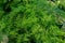 asparagus plumosus or Common Asparagus Fern, Lace fern, Climbing asparagus closeup