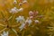Asparagus plumosus Flowers Close Up
