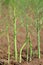 Asparagus poles on the field