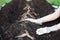 Asparagus Rhizomes Being Planted in Compost and Humus