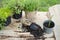 Asparagus seedling, plants in pots and garden tools on the wooden table, green trees background - gardening concept