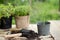 Asparagus seedling, plants in pots and garden tools on the wooden table, green trees background - gardening concept