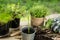 Asparagus seedling, plants in pots and garden tools on the wooden table, green trees background - gardening concept