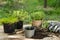 Asparagus seedling, plants in pots and garden tools on the wooden table, green trees background - gardening concept