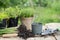 Asparagus seedling, plants in pots and garden tools on the wooden table, green trees background - gardening concept